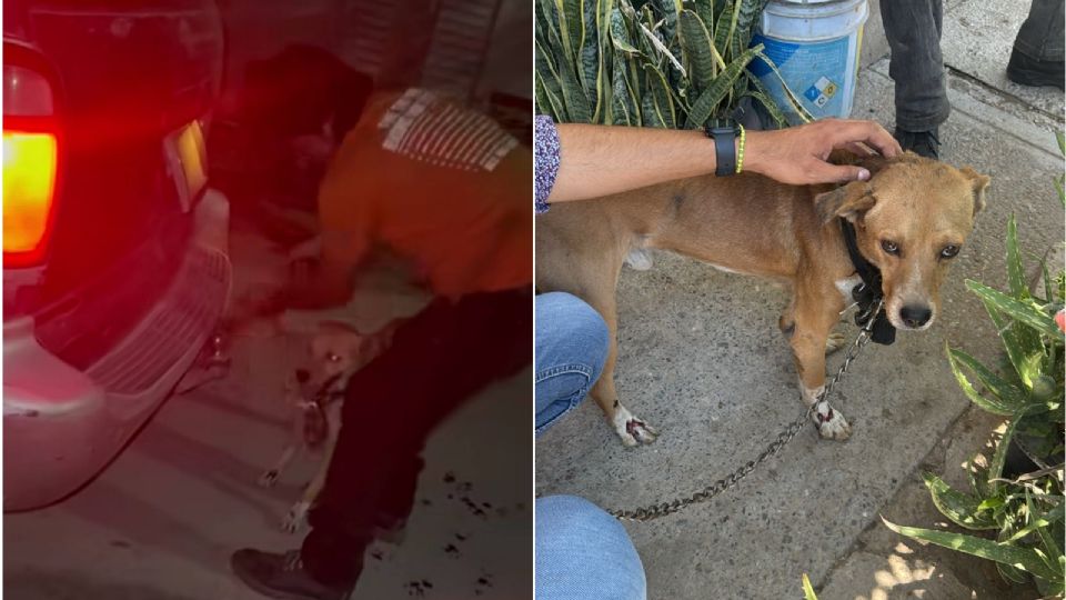 Perrito es arrastrado por varias calles al ser sujeto a una camioneta