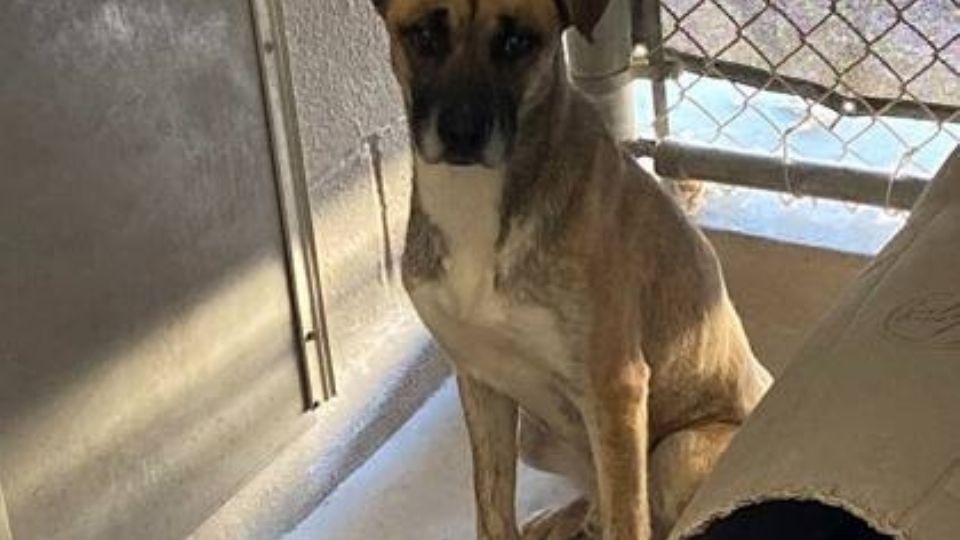 Las mascotas domésticas recibieron protección contra la rabia mediante vacunas orales