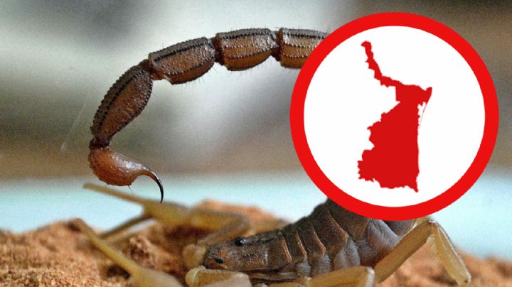 Tamaulipas: lanzan alerta para evitar encuentros con animales ponzoñosos que terminarían en tragedia