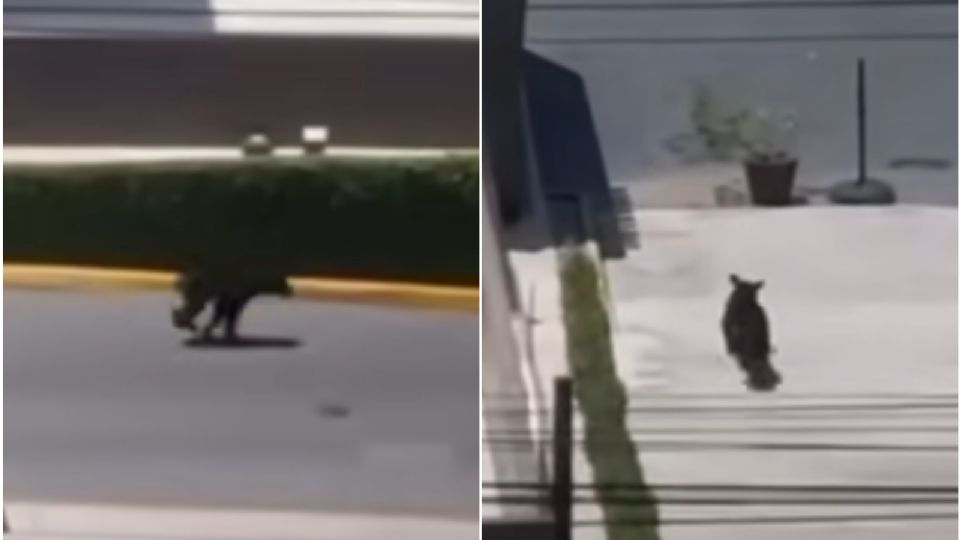 Oso fue captando corriendo en Nuevo León; entró a importante plaza comercial