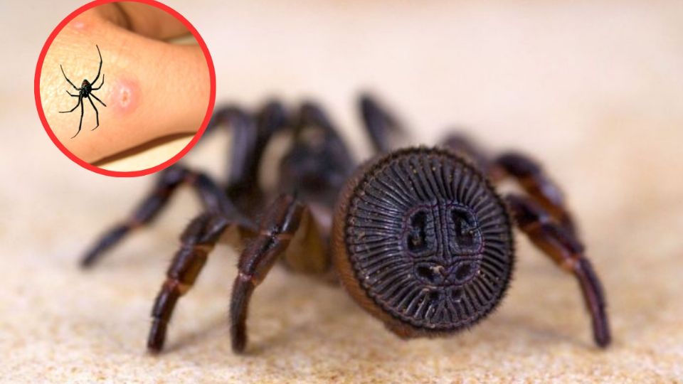 ¿La mordedura de esta especie de araña podría causar la muerte?