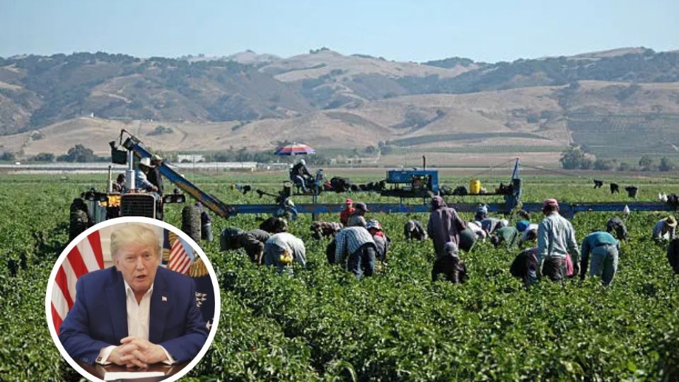 Donald Trump analiza la posibilidad de permitir el trabajo de migrantes ilegales
