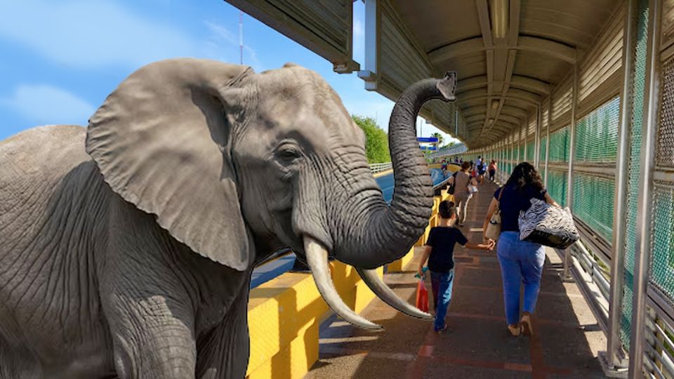 Benny, el elefante que fue cruzado de contrabando.