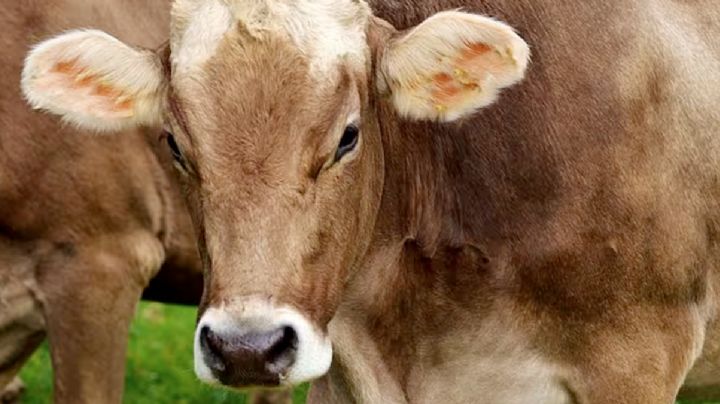 Acribillan a cinco vacas en la carretera 83, dos de ellas murieron; investigan el extraño hecho