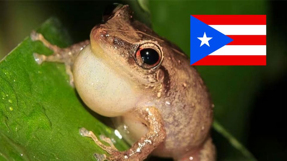 Una rana en Puerto Rico provocó una 'guerra' entre turistas y locales