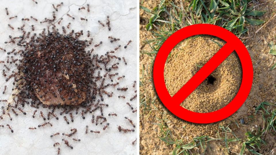 Usando estos remedios caseros podrás controlar a estos insectos que rápidamente podrían volverse una plaga