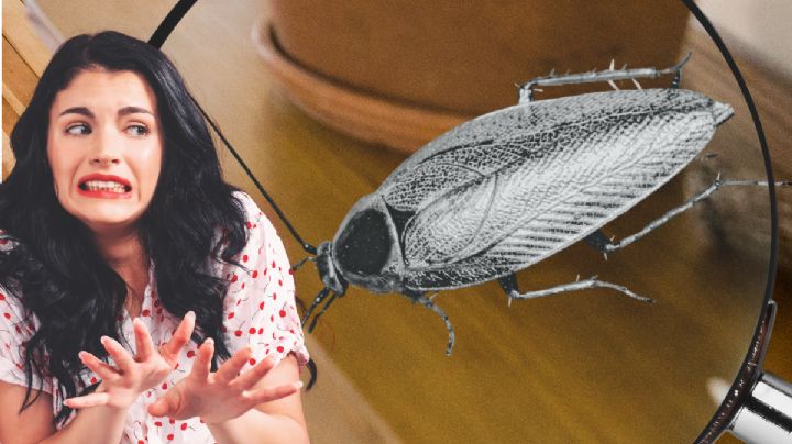 Cuidado con esta plaga milimétrica; está en todas las casas y no imaginas lo que puede destruir