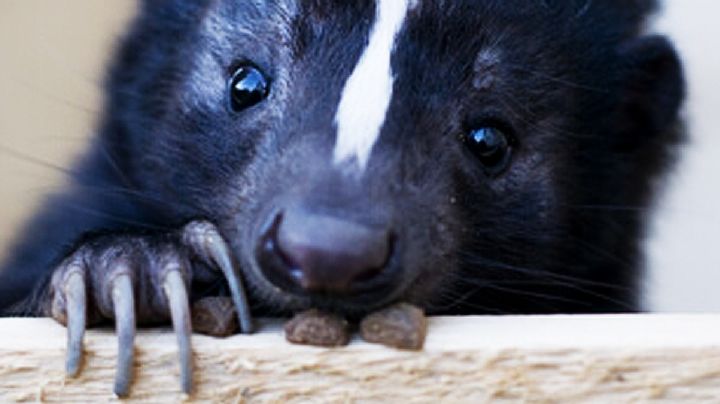 Este animalito se ve muy tierno, pero si lo intentas agarrar puede dejarte ciego