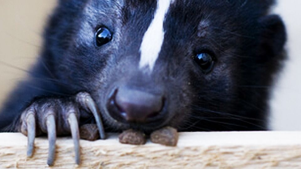 Se ve pura bondad, pero es un animalito de cuidado.