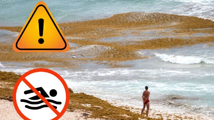 Sargazo provoca toxicidad en playas de Quintana Roo; su presencia aumentará 40 por ciento
