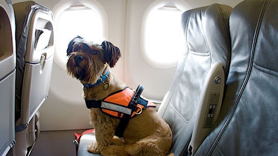 Tu mascota puede viajar contigo cumpliendo ciertos requisitos.