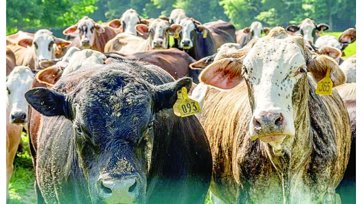 Estados Unidos reabre cruce para el ganado