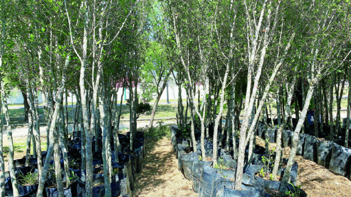 Plantan mil 600 árboles en Nuevo Laredo