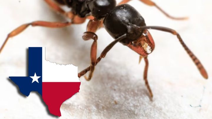 Peligrosa hormiga invade Texas: así puedes identificarla y protegerte de su picadura venenosa