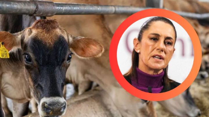 Sheinbaum anuncia reapertura gradual de frontera para ganado a pie: fechas y avances clave