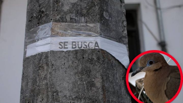 Familia ofrece recompensa de 10 mil pesos por mascota perdida; el animal: una paloma