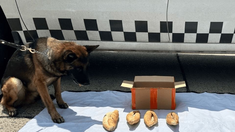 Un perro fue vital para poder asegurar un cargamento con droga