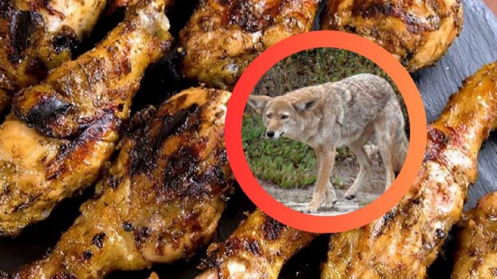 Captan a coyote en las calles de Monterrey; se estaba comiendo un pollo | VIDEO