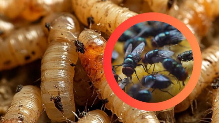 Liberan 2 mil millones de moscas para frenar plaga del gusano barrenador