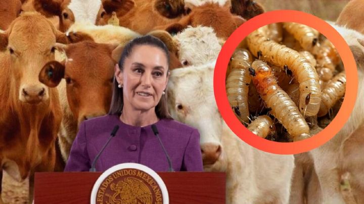 Claudia Sheinbaum reacciona al cierre de frontera de Estados Unidos tras caso de gusano barrenador