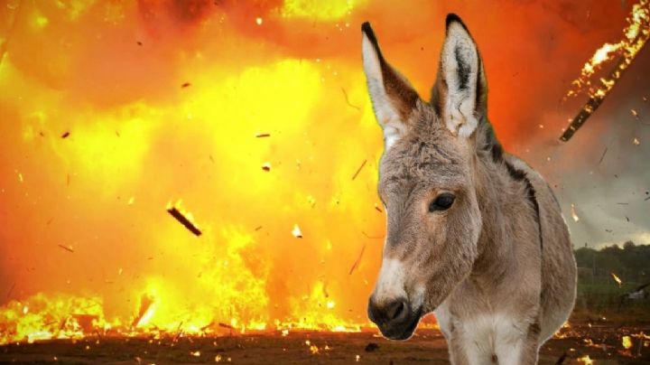 Ataque con 'burro bomba' deja a un militar muerto; animal estaba cargado de explosivos