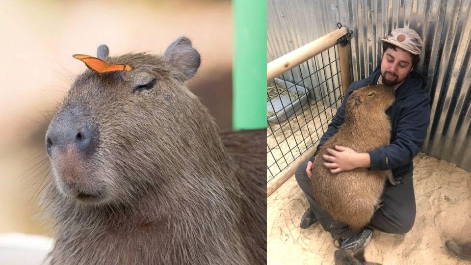 El carisma de los capibaras conquistó internet y los volvió los reyes de los memes, te contamos cómo lograron ser tan queridos