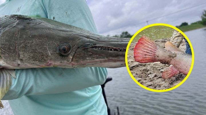 Catán rosado es atrapado en río de Texas; pescador libera al monstruo