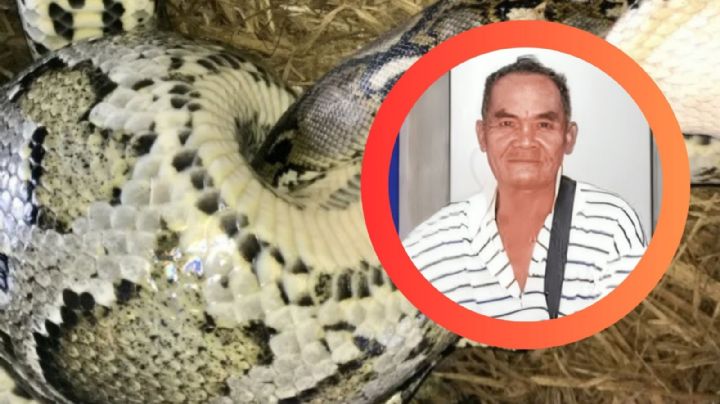 Gigantesco pitón de más de ocho metros devora a abuelito; había sido reportado como desaparecido | VIDEO