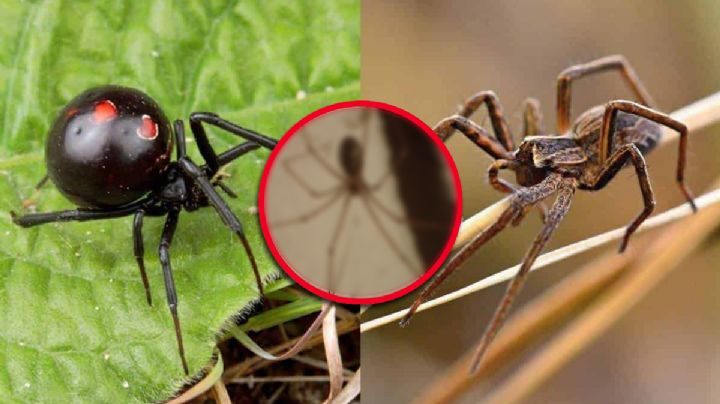 Este animal podría salvarte la vida; es depredador de la araña violinista y la viuda negra
