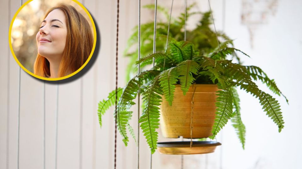 Las plantas colgantes tienen un lugar especial entre interioristas, paisajistas y amantes de la decoración por su belleza