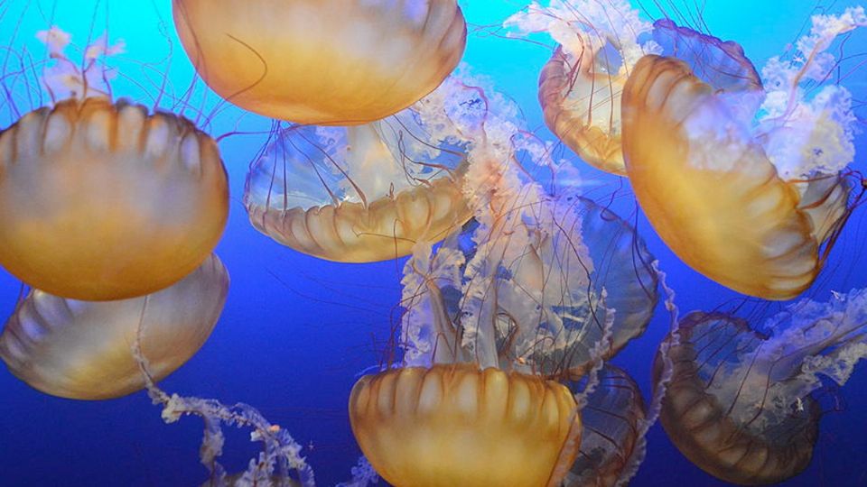 Este zoo cuenta con cientos de especies animales