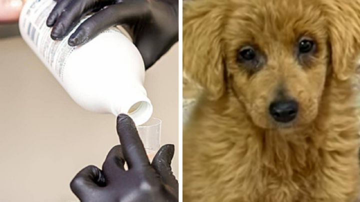 Rocían peróxido a perrita criolla de cuatro meses para venderla como Golden Retriver