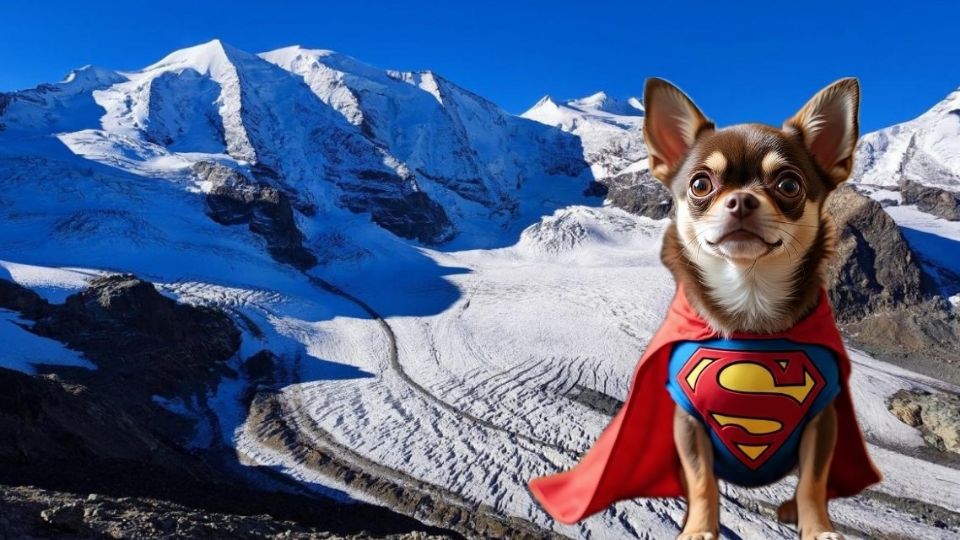 El perrito salvó el día.