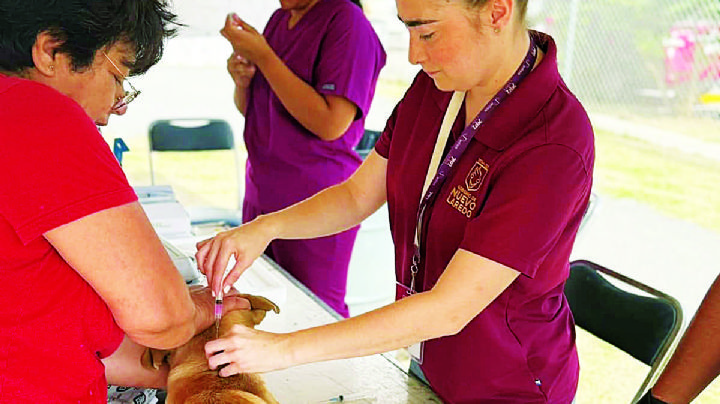 Evita esterilización 16 mil callejeritos en Nuevo Laredo