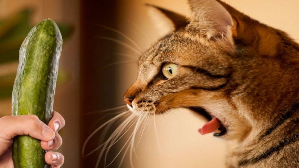 Organizaciones como PETA y la Asociación Británica de Veterinarios han criticado la acción de ciertos dueños, al espantar de esta manera a sus mascotas