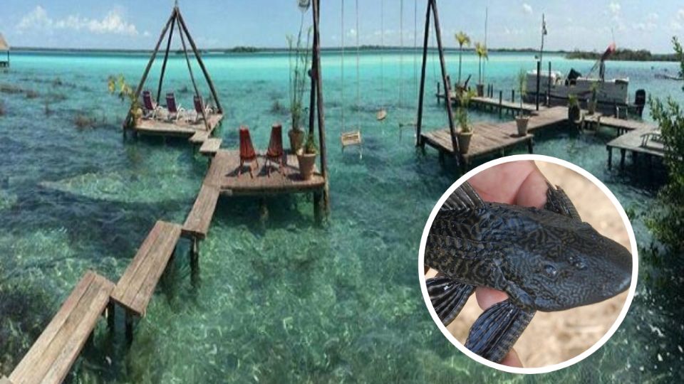 Este pez ha generado gran preocupación porque ha provocado la desaparición de otras especies