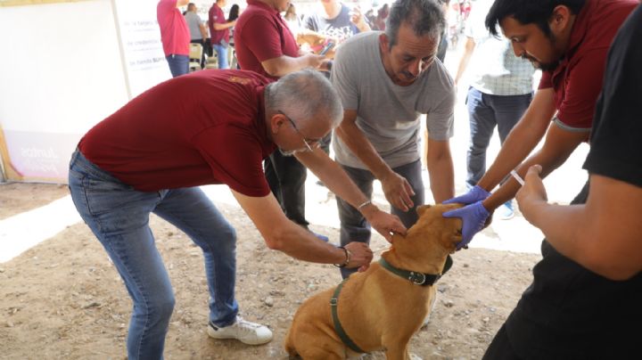 Especial atención para el bienestar animal; esterilizan a perritos y gatos en Nuevo Laredo