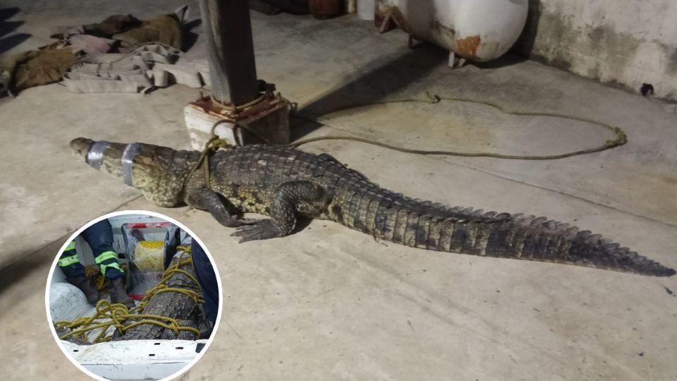 Autoridades implementaron la búsqueda del reptil