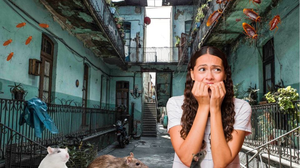 ¿Qué hacer si las plagas del vecino llegan a mi domicilio?