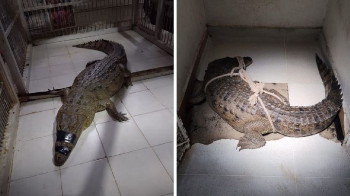 Atrapan a 88 cocodrilos sueltos en Tamaulipas; por esta razón rondaban en distintos municipios