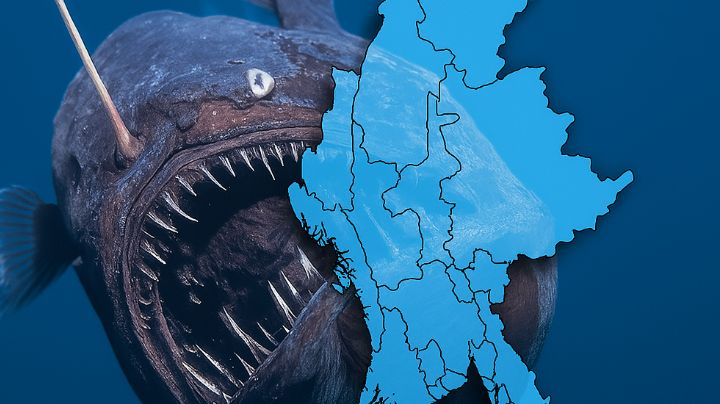 Peligroso pez llega a ríos y presas de Nuevo León; es una plaga invasora