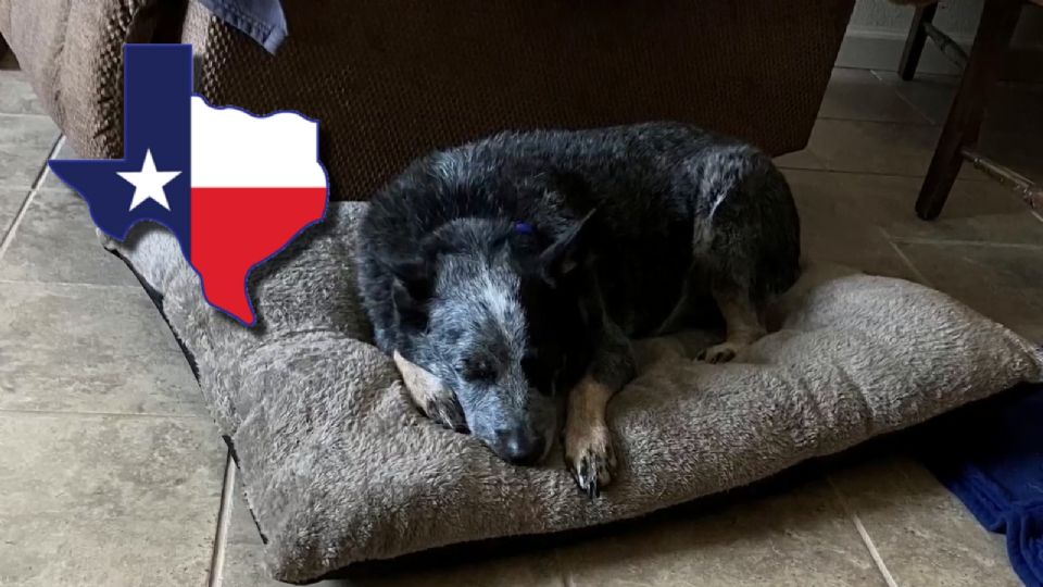 Perrito sobrevive de milagro a inundaciones en Texas; así lo logró