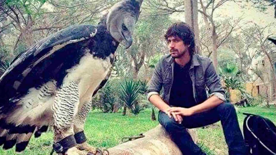 Regresó a México el águila arpía