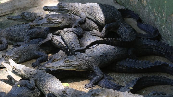 Niño es devorado por cocodrilos al perder el equilibrio en un puente en Michoacán