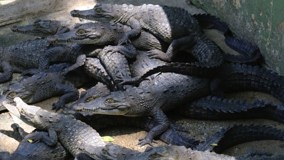 Cocodrilos devoran a menor.