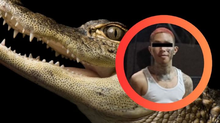 Nuevo León: sorprenden a hombre en un techo con mariguana, un rifle y un caimán en una cubeta