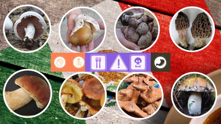 Estos son los hongos comestibles en México, ¿ya conocías algunos?