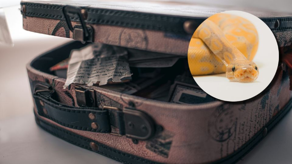 Incautan maleta con 16 serpientes en importante aeropuerto internacional