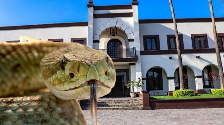 Capturan serpientes gigantes en calles de Escobedo; una era de cascabel
