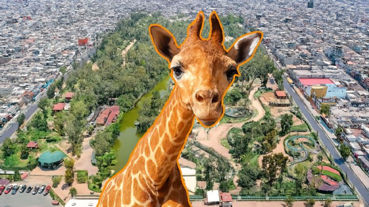 Este zoológico poco conocido cuenta con un lago artificial, es muy bonito y solo cuesta 5 pesos